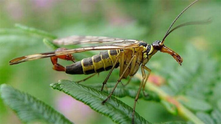 Lalat kalajengking (mecoptera). (Foto: Wikipedia)