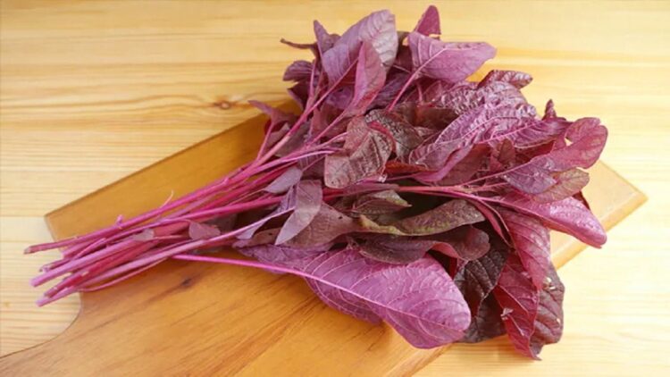 Ilustrasi bayam merah. (net)