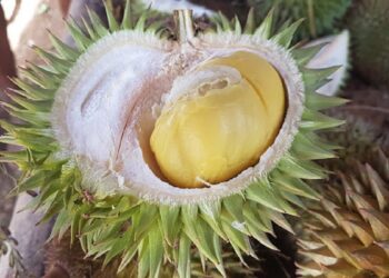 Saat Tangani Konflik Satwa di Agam, BKSDA Sumbar Temukan Durian Langka