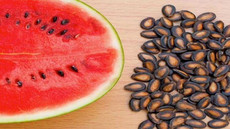 Ilustrasi semangka. (net)