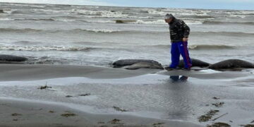 Ribuan Anjing Laut Mati Terdampar di Laut Kaspia Rusia, Diduga Ini Penyebabnya 8 Ribuan Anjing Laut Mati Terdampar di Laut Kaspia Rusia, Diduga Ini Penyebabnya