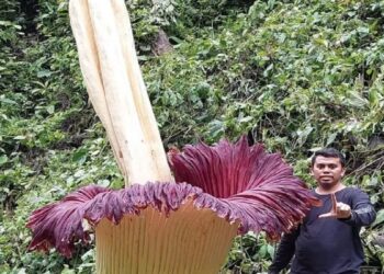Bunga Bangkai Raksasa Mekar di Kebun Warga Agam, Tingginya Capai 4,35 Meter