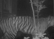 BKSDA Sumbar Pantau Kemunculan Harimau Dekat Pemukiman Warga Palupuh Agam