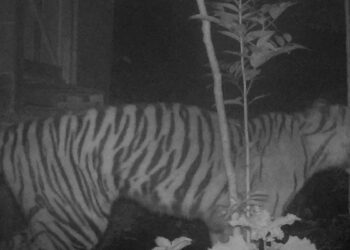 Harimau Mangsa Tiga Ekor Anjing Warga Palupuh Agam, BKSDA Turunkan Tim