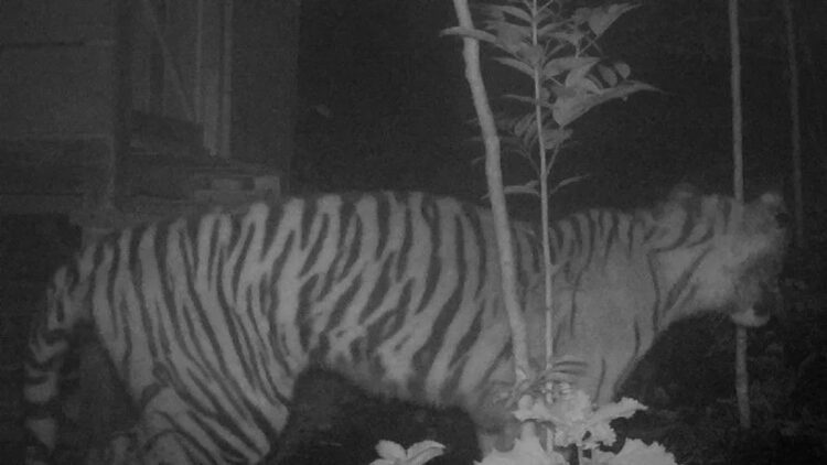 Harimau Mangsa Tiga Ekor Anjing Warga Palupuh Agam, BKSDA Turunkan Tim 1 Ilustrasi Harimau Sumatera terekam camera trap. Dok BKSDA Sumbar