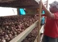 Salah seorang petani Matur, Budi Farma sedang berada di lokasi penyimpanan bawang merah. Dok (Antara/Yusrizal)