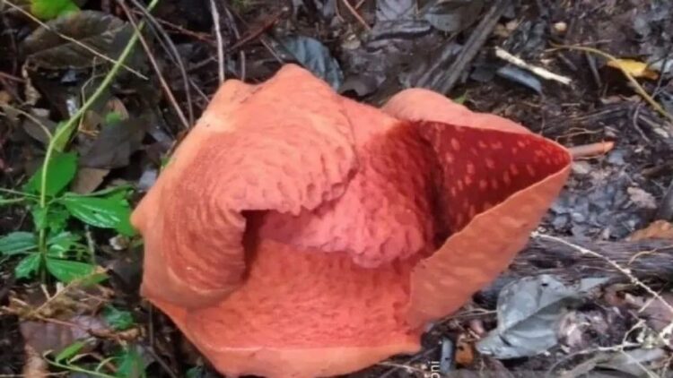 Bunga Rafflesia Arnoldii kembali Mekar di Agam, Bisa jadi Daya Tarik Wisatawan 1 Bunga rafflesia kondisi bakal mekar sempurna. (ANTARA/Dok Joni)