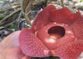 Warga Agam Temukan Bunga Rafflesia Mekar di Halaman Rumah