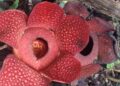 Dua Bunga Rafflesia di Agam Mekar Bersamaan di Halaman Warga 7 Dua Bunga Rafflesia di Agam Mekar Bersamaan di Halaman Warga
