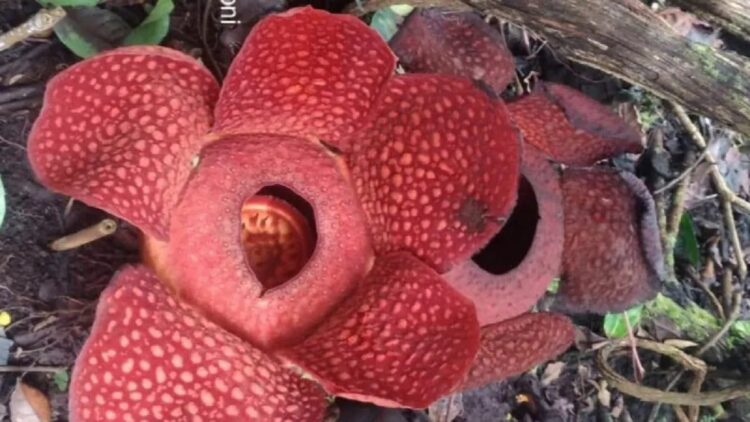 Dua Bunga Rafflesia di Agam Mekar Bersamaan di Halaman Warga 1 Dua individu bunga Rafflesia Arnoldii mekar sempurna secara bersamaan di halaman warga Batang Palupuh, Nagari Koto Rantang, Kecamatan Palupuh, Kabupaten Agam. Dok Joni Hartono