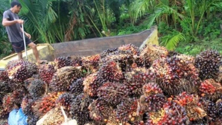 Buah Sawit yang dipanen petani di Jambi.(ANTARA/nanang mairiadi)