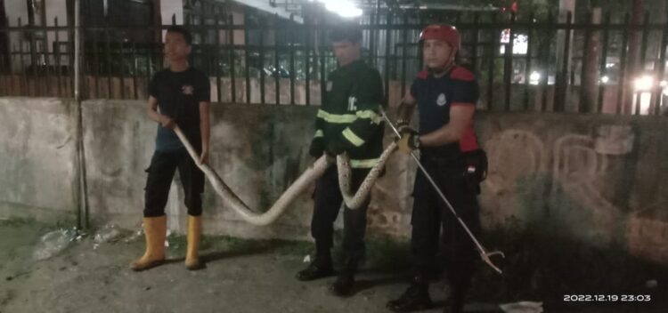 Evakuasi ular piton sepanjang empat meter di kawasan Juanda, Kecamatan Padang Barat, Kota Padang pada Senin (19/12/2022) malam. (Foto: Dok. Muhammad Aidil)