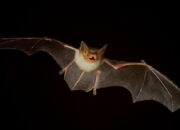 Kelelawar Bisa Keluarkan Suara Geraman seperti Penyanyi Death Metal