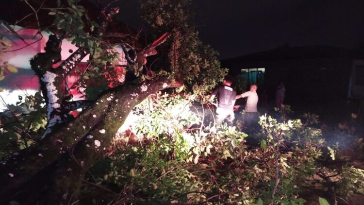 Waspada! Angin Kencang dan Hujan di Padang Jelang Akhir Tahun 1 Petugas BPBD Kota Padnag sedang membersihkan material pohon tumbang.