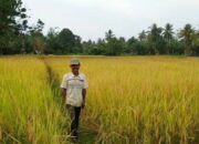 Diserang Hama Tikus dan Wereng, Produksi Padi di Agam Anjlok 62.053 Ton