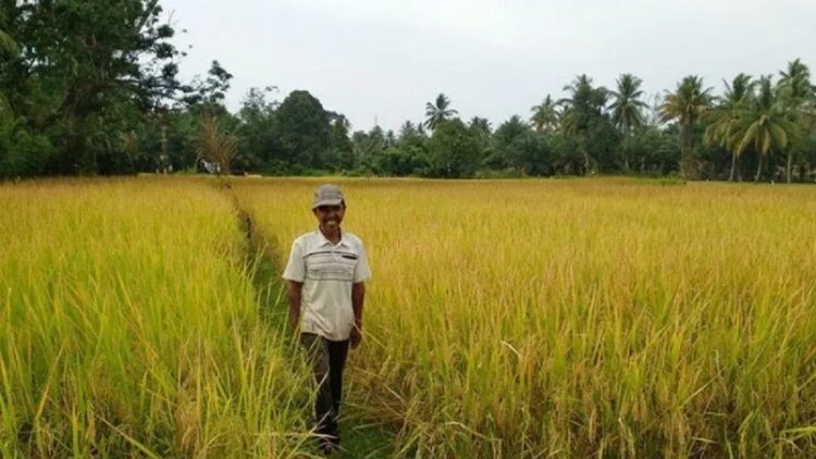Ilustrasi lahan persawahan di Agam, Sumatera Barat. (ANTARA)