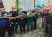 Waduh! Ular Piton 6 Meter Nyaris Duduk ke Pelaminan di Padang
