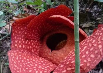 Bunga Rafflesia Mekar Sempurna di Saniangbaka Solok