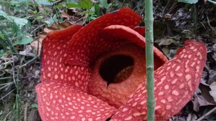 Bunga Rafflesia ditemukan mekar sempurna awal tahun 2023 di Kabupaten Solok (ANTARA/HO-Dokumen pribadi)