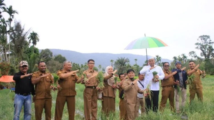 Bupati Pasaman Barat Hamsuardi saat panen tanaman bawang di Nagari Talu, Selasa (24/1) sebagai upaya menekan laju inflasi di daerah itu. (Antara/Altas Maulana)