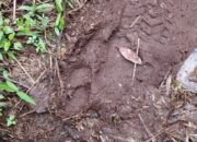 Warga Kabupaten Solok Geger, Ditemukan Jejak Harimau dan 2 Ekor Anjing Mati di Ladang