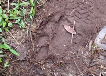 Warga Kabupaten Solok Geger, Ditemukan Jejak Harimau dan 2 Ekor Anjing Mati di Ladang