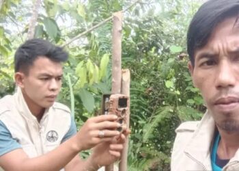 Teror Harimau di Palembayan Agam, Dua Sapi Warga Diterkam