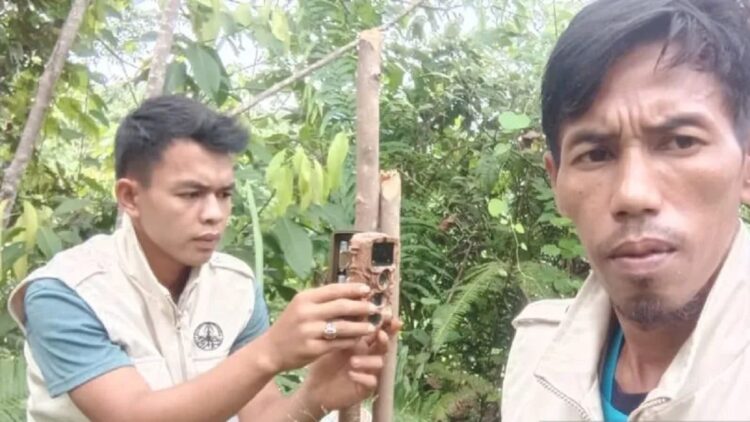Teror Harimau di Palembayan Agam, Dua Sapi Warga Diterkam 1 Tim Pagari Salareh Aia sedang memasang kamera trap di lokasi ternak dimangsa harima sumatera. Dok Tim Pagari Salareh Aia (ANTARA/ HO Tim Pagari Salareh Aia)