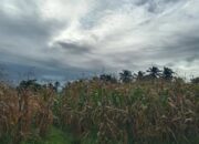 Hasil Panen Terdampak Cuaca, Produksi Jagung Agam Turun 3.319,8 Ton di 2022