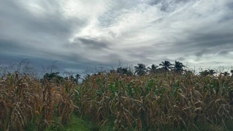 Hasil Panen Terdampak Cuaca, Produksi Jagung Agam Turun 3.319,8 Ton di 2022 1 Hamparan jagung di Kecamatan Lubukbasung, Kabupaten Agam. (Antara/Yusrizal)