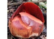 Lagi, Bunga Rafflesia Mekar di Halaman Rumah Warga Agam