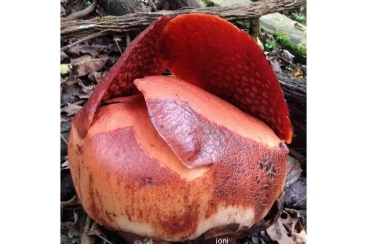 Kondisi knop bunga rafflesia yang bakal mekar di halaman warga Batang Palupuh, Kecamatan Palupuh, Kabupaten Agam. Dok Joni Hartono