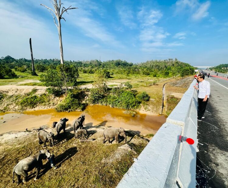 Presiden Minta Pembangunan Infrastruktur Perhatikan Kelestarian Lingkungan dan Satwa Liar 1 Presiden Jokowi melihat perlintasan gajah di KM 12 ruas tol Pekanbaru-Dumai, Provinsi Riau, pada Kamis (5/1/2023). (Foto: BPMI Setpres/Laily Rachev)