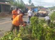Pohon Tumbang di Jalan Lintas Padang-Painan, Akses Lalu Lintas Sempat Tersendat