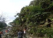 Pohon Tumbang di Jalan Lintas Padang-Painan, Akses Lalu Lintas Terhambat