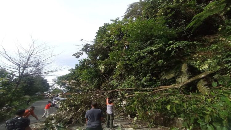 Pohon Tumbang di Jalan Lintas Padang-Painan, Akses Lalu Lintas Terhambat 1 Pohon tumbang menutup sebagian ruas jalan lintas Padang-Painan pada Minggu (15/1/2023) sore. (Foto: radarsumbar.com / Dok. Pusdalops PB)