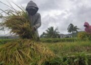 Pasaman Barat Terima 65 Ton Benih Padi dari Kementan Dukung Ketahanan Pangan 2025