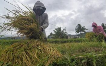 ilustrasi produksi padi. (Dok. Istimewa)