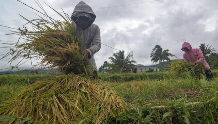 Pasaman Barat Terima 65 Ton Benih Padi dari Kementan Dukung Ketahanan Pangan 2025