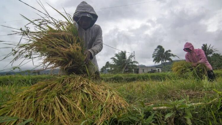 ilustrasi produksi padi. (Dok. Istimewa)