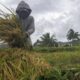 ilustrasi produksi padi. (Dok. Istimewa)