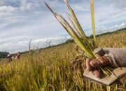 Pasaman Targetkan Produksi Padi 205.627 Ton di 2025