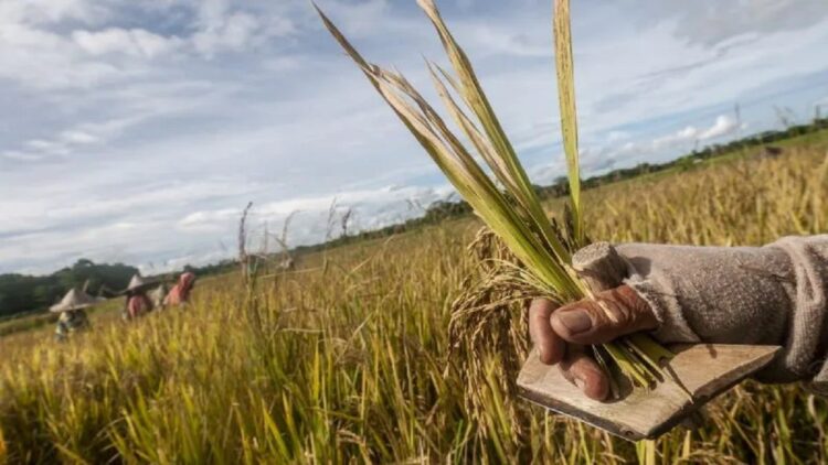 Warga memanen padi menggunakan etem di Cibadak, Lebak, Banten, Senin (23/1/2023). ANTARA FOTO/Muhammad Bagus Khoirunas/tom.
