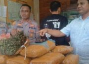 Ternyata! Penjaga SD yang Simpan Ganja dalam Gudang Dibayar Rp4 Juta