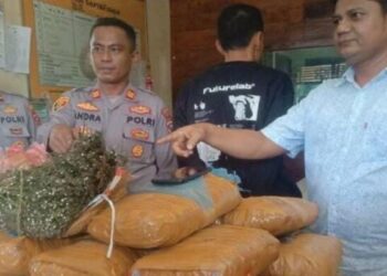 Barang bukti ganja yang ditemukan dalam gudang sebuah SD di Padang Pariaman. (istimewa)