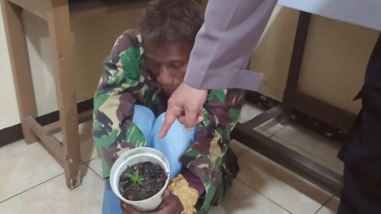 Tangkap Tersangka Pencurian, Polisi di Bukittinggi Temukan 10 Batang Ganja 1 Polisi mengamankan beberapa batang ganja saat melakukan penggeledahan di rumah Zeus, pelaku pencurian di Bukittinggi. (Dok. Radarsumbar.com)