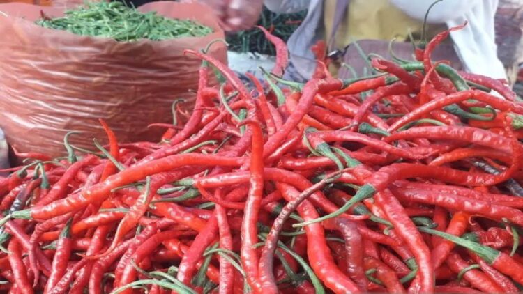 Cabai merah. (ANTARA/Anggi Luthfi Panggabean)