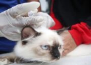 Pemkab Agam Vaksinasi 3.100 Ekor Hewan Peliharaan untuk Cegah Rabies