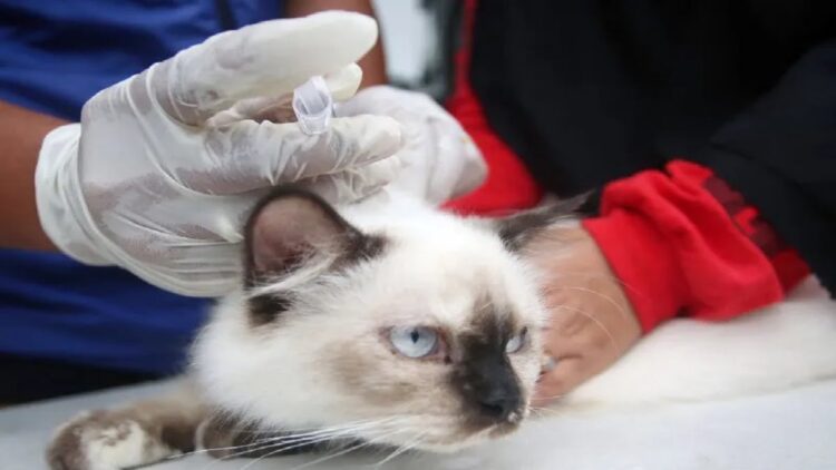 Dokter hewan dari Klinik Hewan Dinas Ketahanan Pangan (DKP) Kota Tangerang memberikan vaksinasi Rabies kucing milik warga saat pelaksanaan jemput bola Vaksinasi Rabies hewan peliharaan di Cipondoh, Tangerang, Banten, Selasa (31/1/2023). ANTARA FOTO/Muhammad Iqbal/hp.