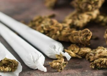 Ilustrasi ganja kering. (Foto: Istimewa)